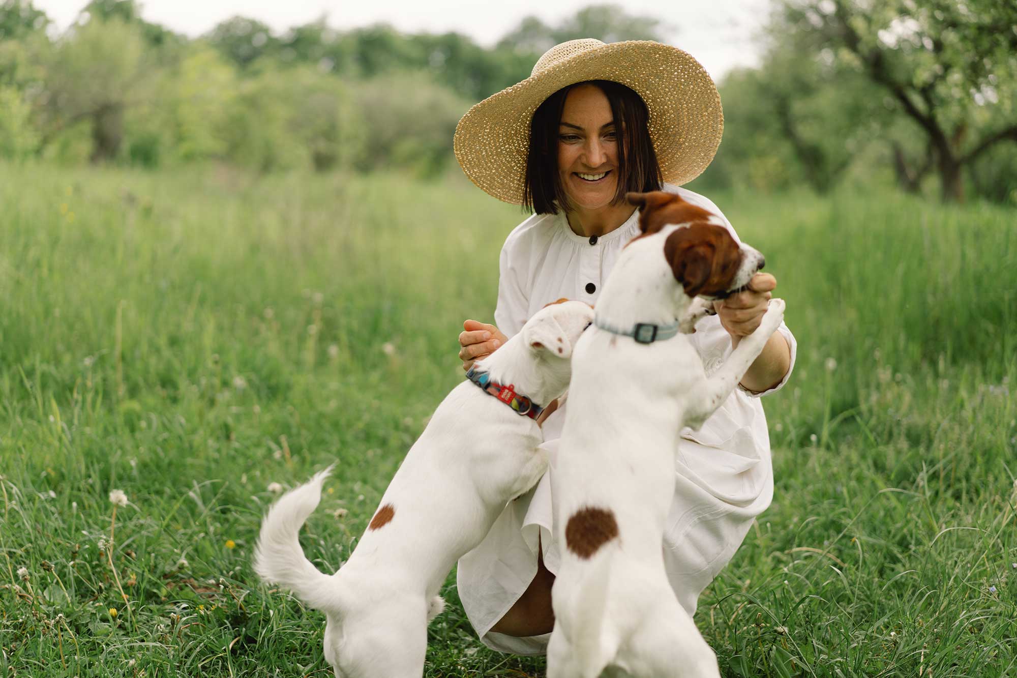 woman-play-jack-russell-terrier-dog-in-meadow-wom-2022-11-11-17-49-56-utc