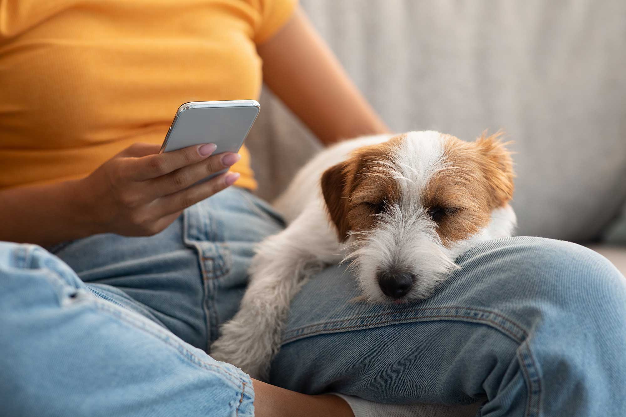 adorable-fluffy-jack-russel-dog-sleeping-on-owner-2022-12-16-06-33-00-utc